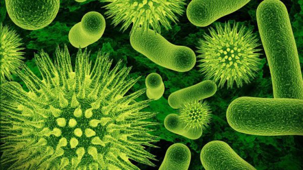 Бактерии, которые работают в септике, живые