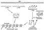 Рис. 4. Общая схема биосинтеза белков.