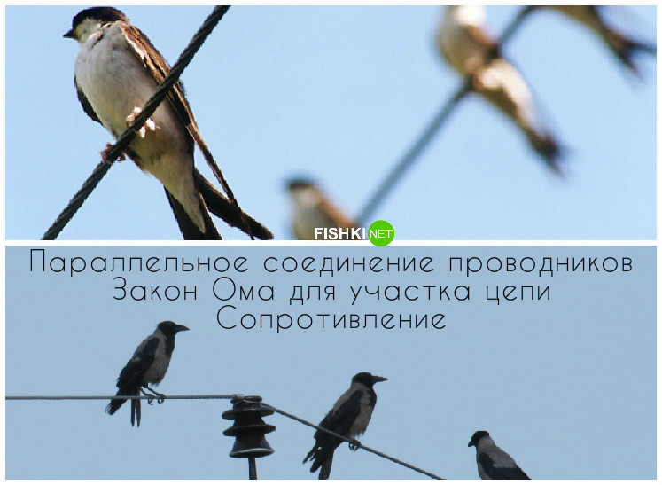 Как птицы могут сидеть на высоковольтных проводах живая природа, законы в действии, физика