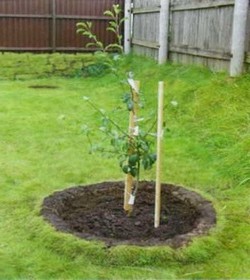 Как посадить дерево.