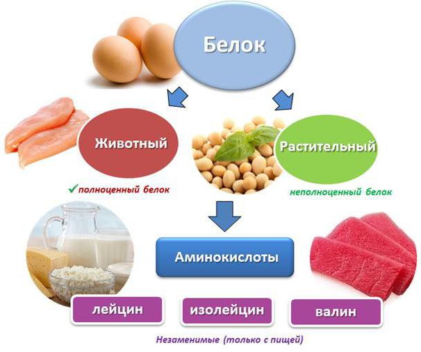 белковая еда список продуктов таблица