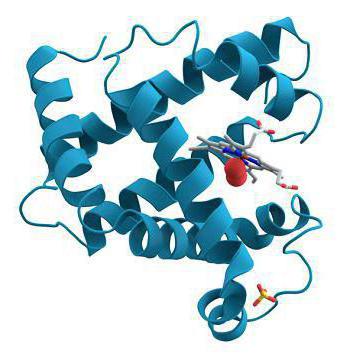 функции фибриллярных белков