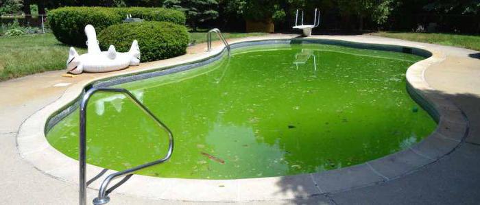 позеленела вода в бассейне что делать как бороться