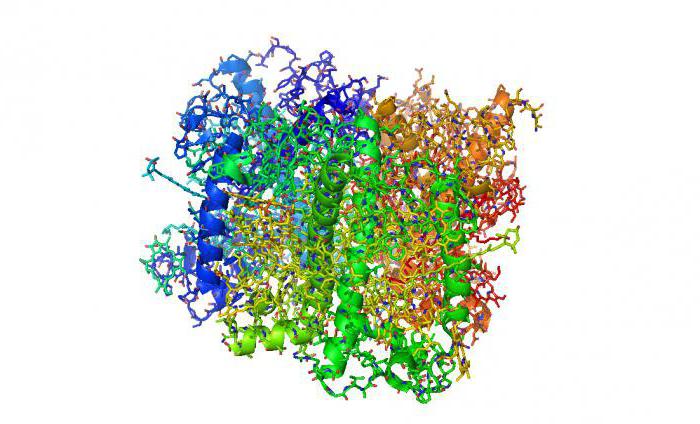 сложные белки состоят из