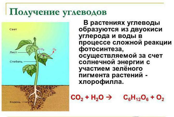 запасной углевод в клетках растений