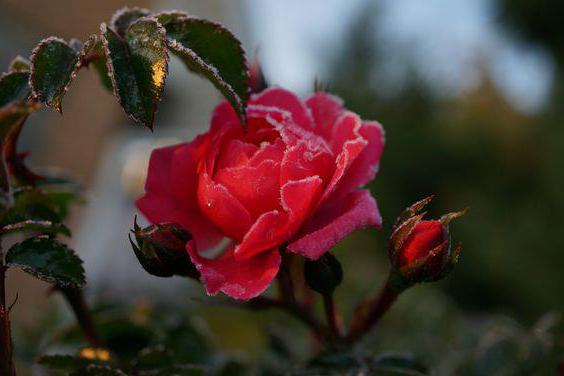 Как сохранить розы зимой в сибири