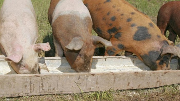 Размер корыта зависит от возраста свиней