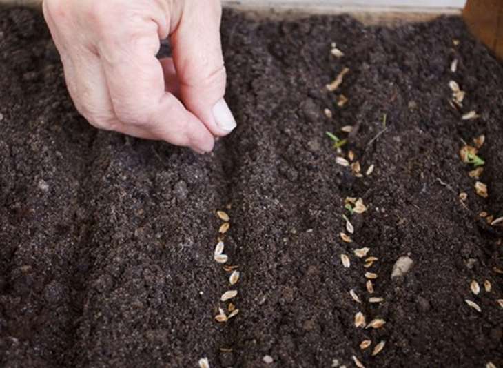 Выращивание многолетних флоксов из семян