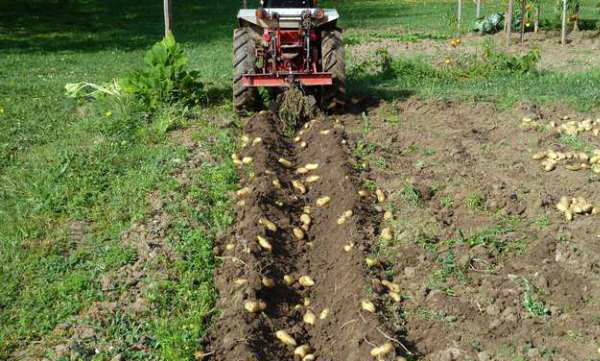 Сбор урожая картошки с помощью мотоблока