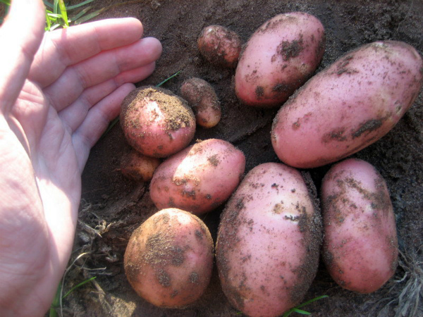 Урожай куста картофеля сорта Ред Скарлет