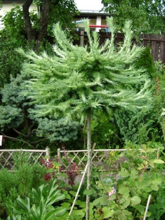 Когда выращиваете саженец, смотрите, чтобы ствол растения был строго вертикальным, чтобы на нем не было так называемых колечек и изгибов