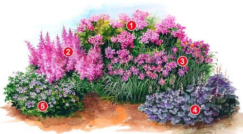 Схема посадки многолеток в саду