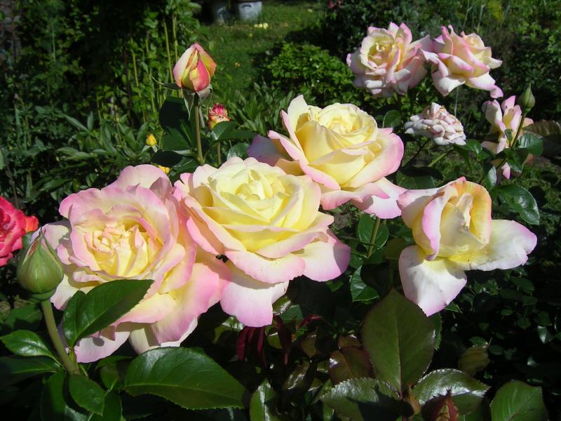 Чайно-гибридная роза, меняющая цвет