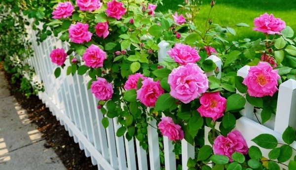 Розы плетистые малиновые на заборе
