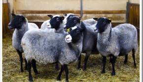 Преимущества выбора овец в фермерском хозяйстве «Юрьевское»