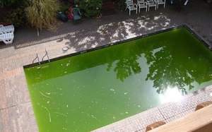 вода в бассейне зелёного цвета