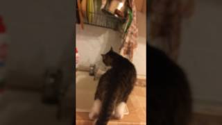 Кот пьет воду из под крана.Умный кот Питэр.
