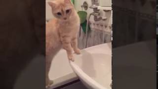 Умный кот воду пьет с крана