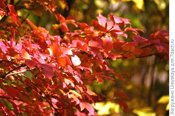 Калина обыкновенная осенью, фото автора