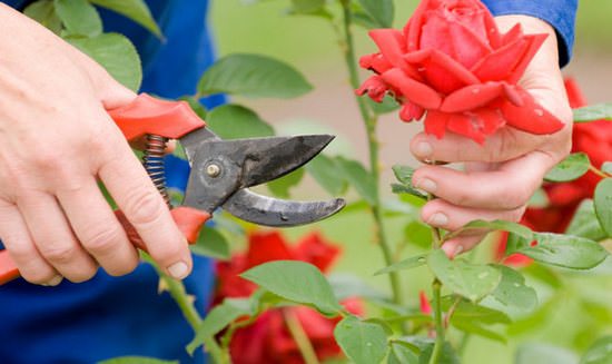 Правильная осенняя обрезка разных видов роз: инструкция для начинающих