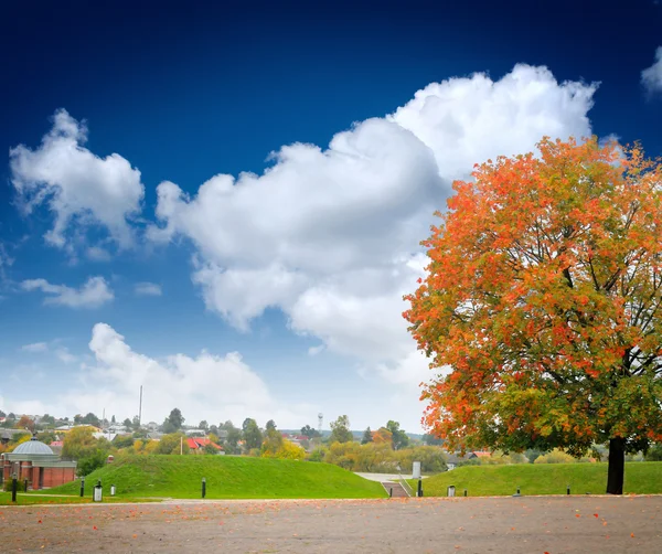 Цветные осенние дерево на ландшафт — стоковое фото