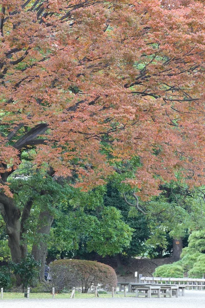 Большие деревья с желтыми и красными листьями — стоковое фото