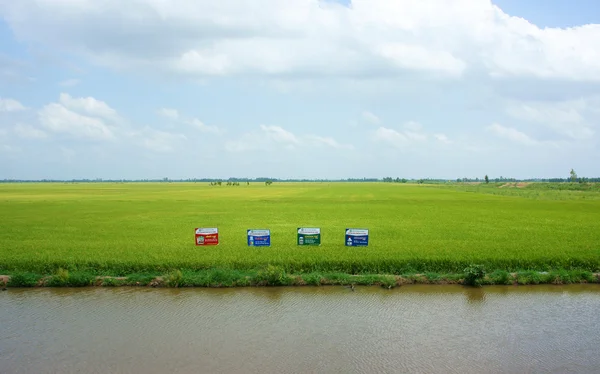 Зеленые рисовые поля, рва в дельте Меконга — стоковое фото