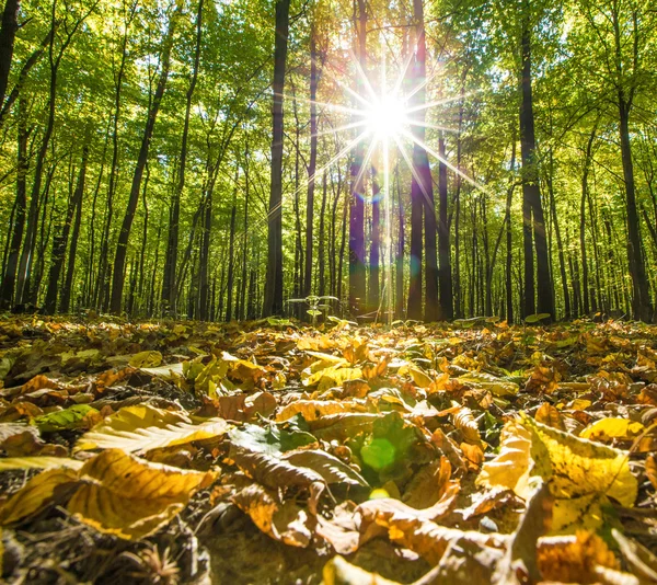 Осенние лесные деревья — стоковое фото