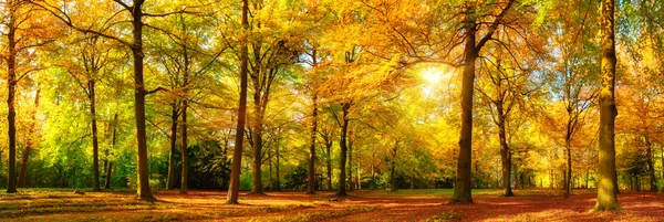 Великолепная Осенняя панорама Солнечный лес — стоковое фото