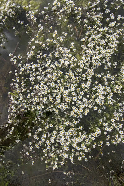 Свежий поток воды с белыми цветами — стоковое фото