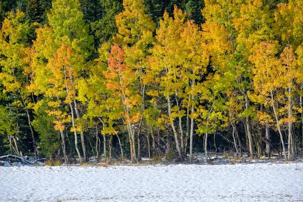 Снег и осенние деревья — стоковое фото