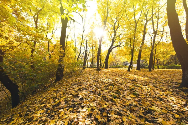 Осенний лес, покрытые опавшие листья — стоковое фото
