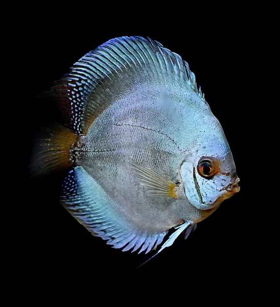 Рыба диска — стоковое фото