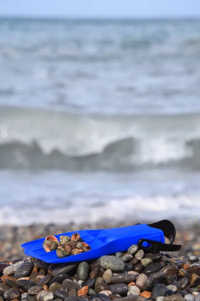 Флиппер с раковины на каменистый пляж — стоковое фото