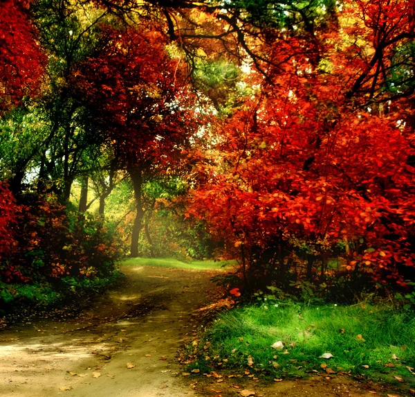 Деревья в Осенний парк — стоковое фото