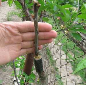 Инструмент для прививки плодовых деревьев. Весенняя окулировка плодовых деревьев – эффективный метод прививки